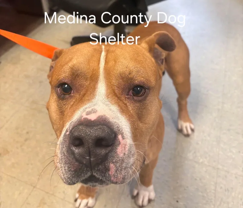 Clifford thumbnail 3