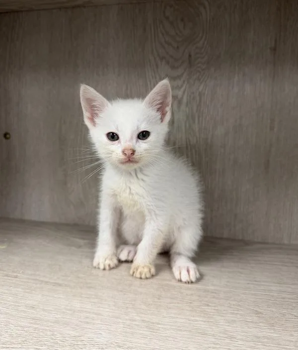A baby small-sized male Domestic Short Hair cat named Blizzard for adoption in Lafayette, LA