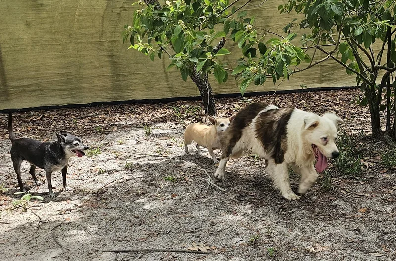A senior medium-sized female White / Cream Australian Shepherd dog named Luna for adoption in Weeki Wachee, FL