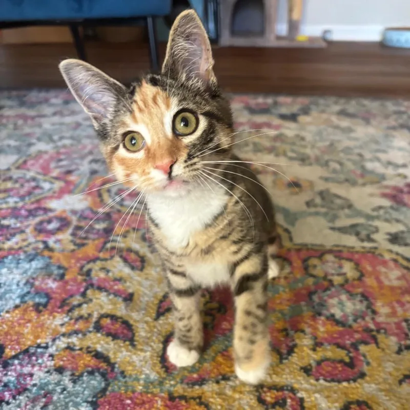 A baby small-sized female Torbie Domestic Short Hair cat named Split Pea Soup for adoption in Columbia, MO