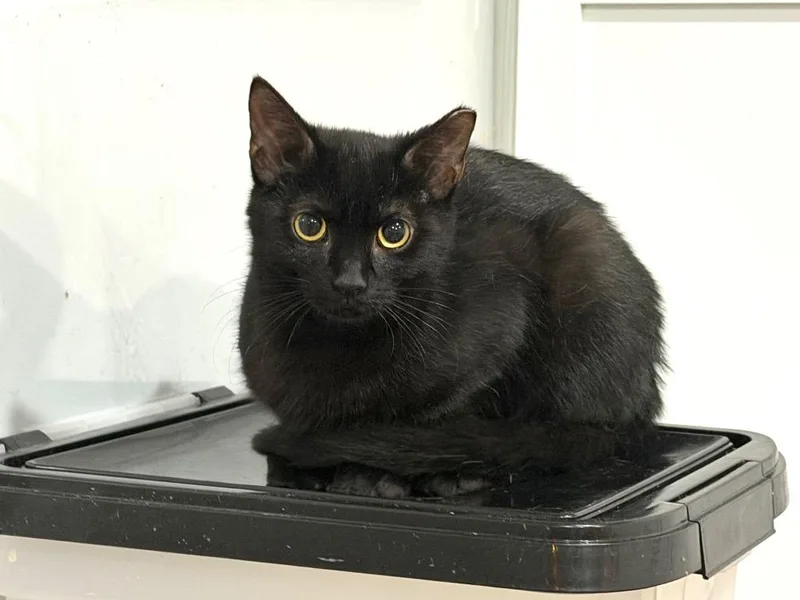 A baby small-sized male Domestic Short Hair cat named Joshua for adoption in Powell, OH