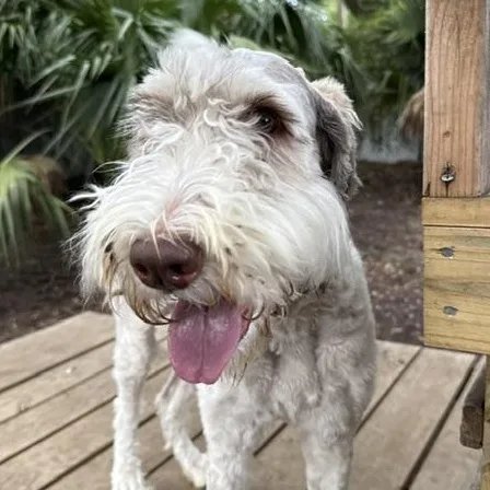 A young medium-sized female White / Cream Mixed Breed dog named Doodle for adoption in Charleston, SC