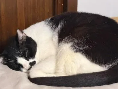 An adult large-sized male Black & White / Tuxedo Domestic Short Hair cat named Mister for adoption in Liverpool, TX