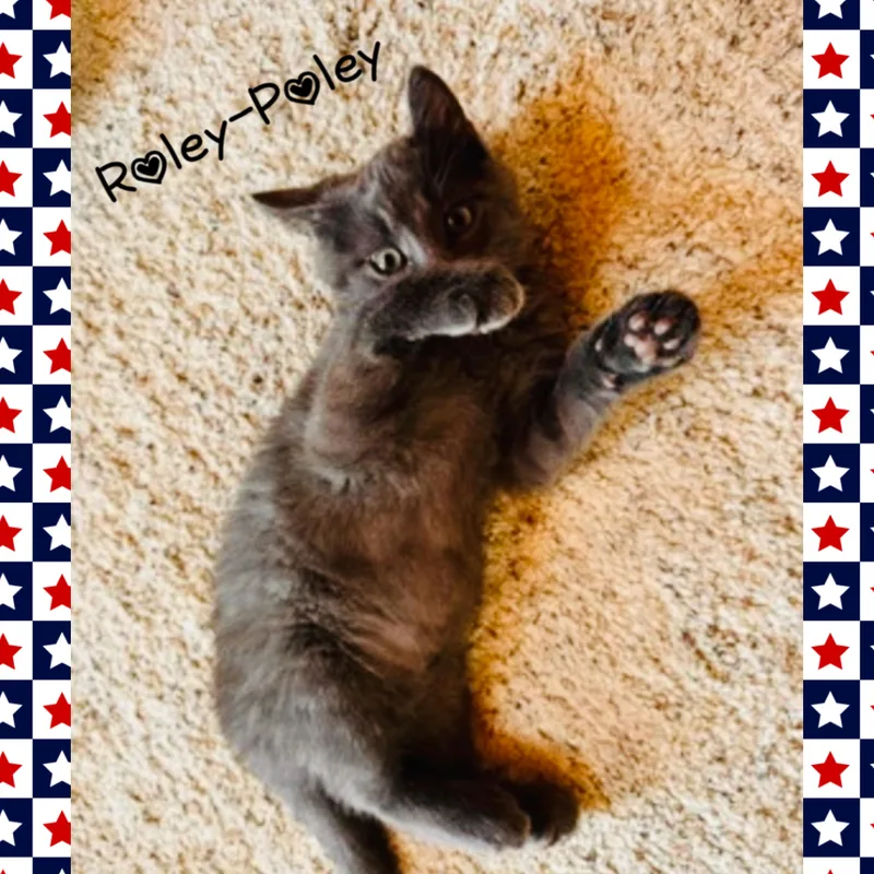 A baby medium-sized male Gray / Blue / Silver Domestic Long Hair cat named Roley Poley for adoption in Red Lodge, MT