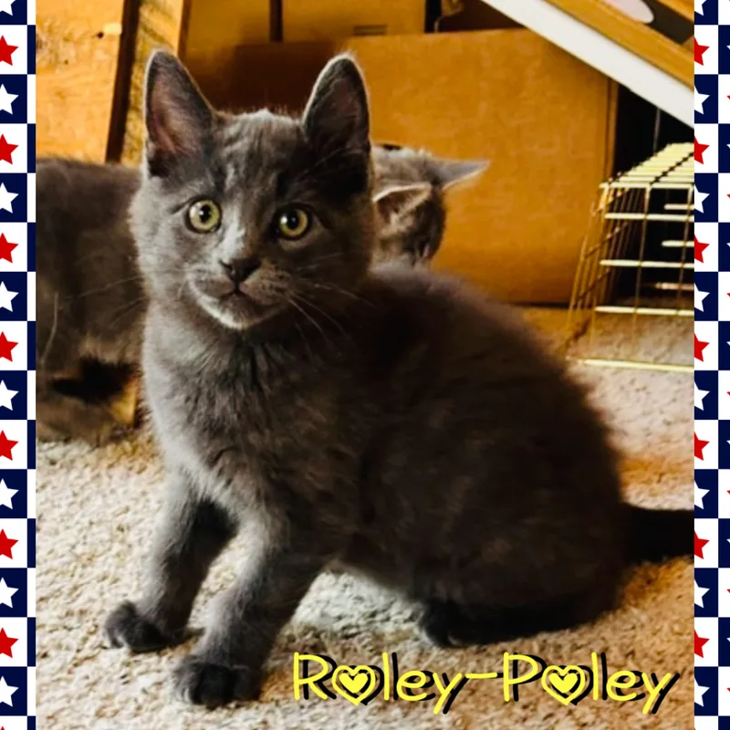 Roley Poley thumbnail 3