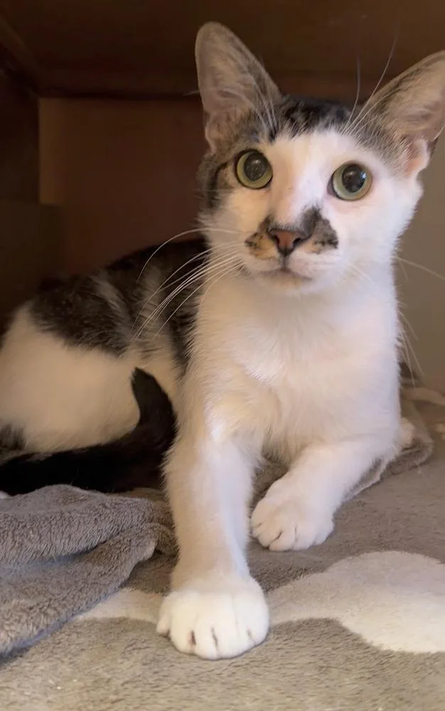 A young small-sized male Domestic Short Hair cat named Alder for adoption in New York, NY