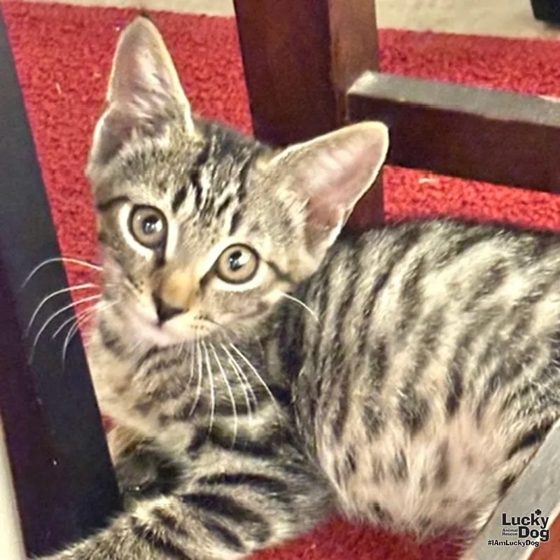 A baby medium-sized female Domestic Short Hair cat named Ursula for adoption in Washington, DC