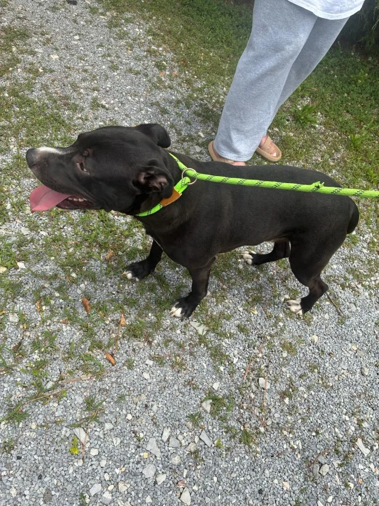 A young large-sized male Pit Bull Terrier dog named Mosley for adoption in Chickamauga , GA