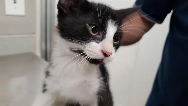 A baby medium-sized male Domestic Medium Hair cat named Tahitian for adoption in Aurora, IL