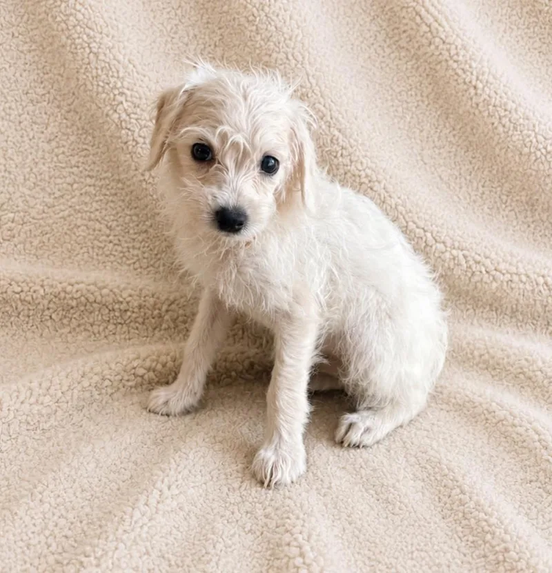 A baby small-sized female Yellow / Tan / Blond / Fawn Poodle dog named Apple for adoption in Lathrop, CA