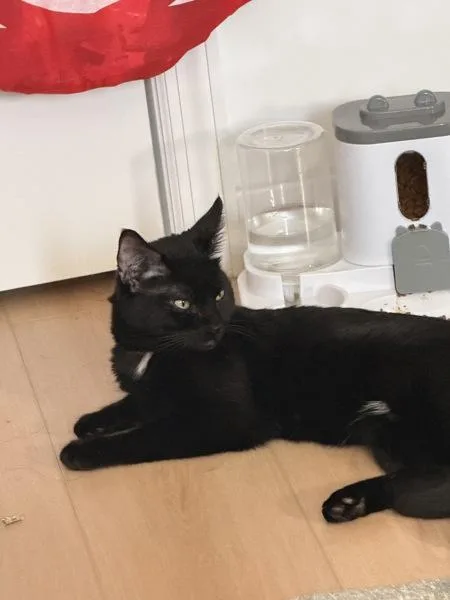 A young medium-sized male Domestic Short Hair cat named Max for adoption in Ridgewood, NY