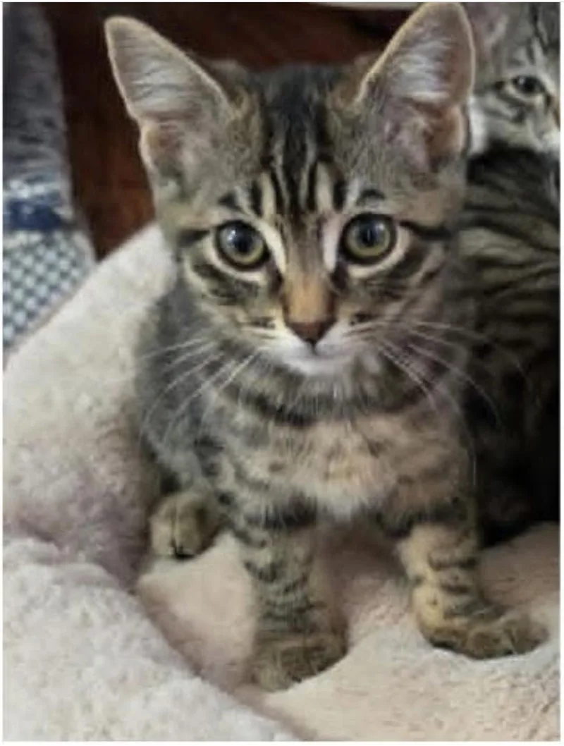 A baby medium-sized female Tabby (Brown / Chocolate) Domestic Short Hair cat named Rhododendron for adoption in Eugene, OR