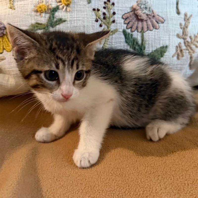 A baby small-sized female Brown / Chocolate Domestic Short Hair cat named Cathy for adoption in Flower Mound, TX