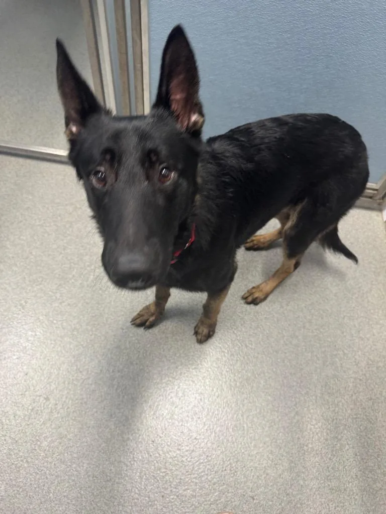 A young large-sized male German Shepherd Dog dog named Cleetus for adoption in Bloomington, IN