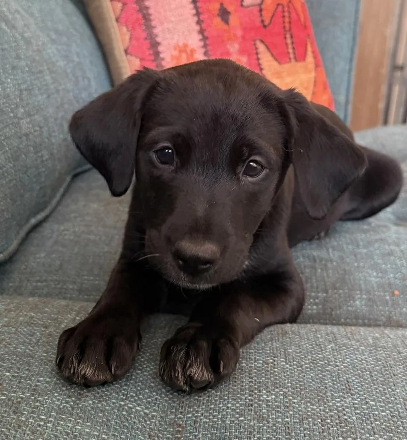 A baby medium-sized female German Longhaired Pointer dog named BlackBerry for adoption in Los Angeles, CA