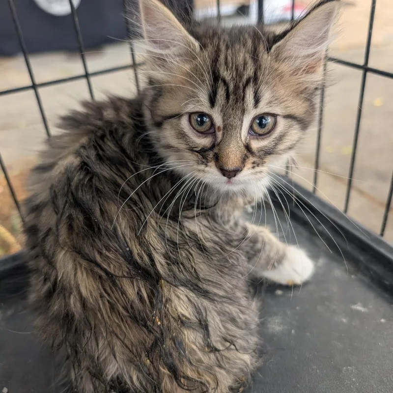 A baby small-sized female Gray / Blue / Silver Domestic Medium Hair cat named Baby Teal for adoption in West Plains, MO