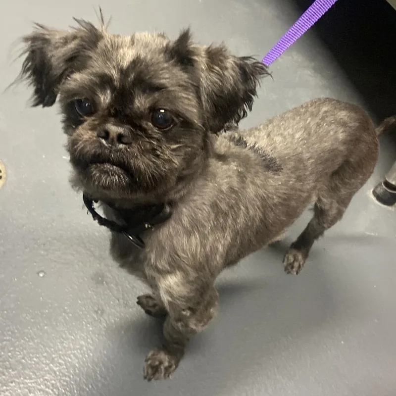 An adult medium-sized male Brown / Chocolate Mixed Breed dog named Baby Bear for adoption in Allentown, PA