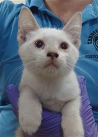 A baby small-sized male Domestic Short Hair cat named Minx for adoption in Miami, FL