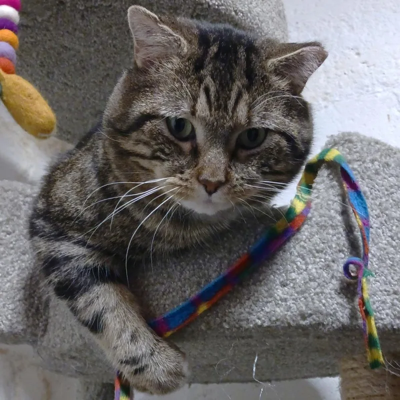 Gunnar Fiv+ thumbnail 2