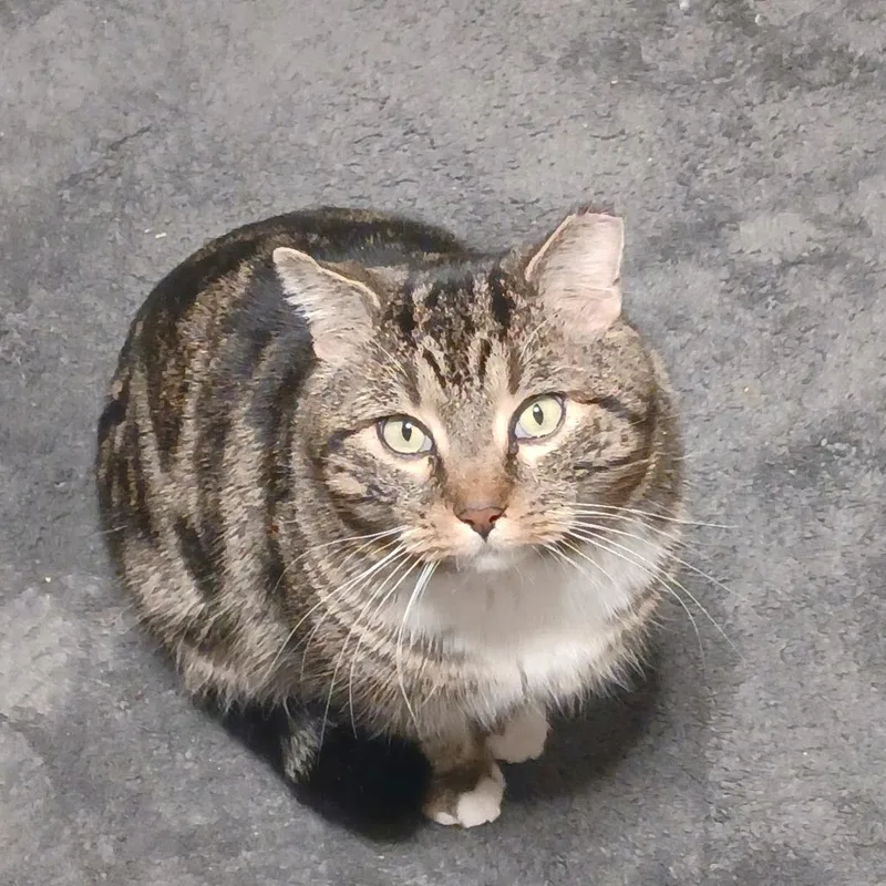 Gunnar Fiv+ thumbnail 5