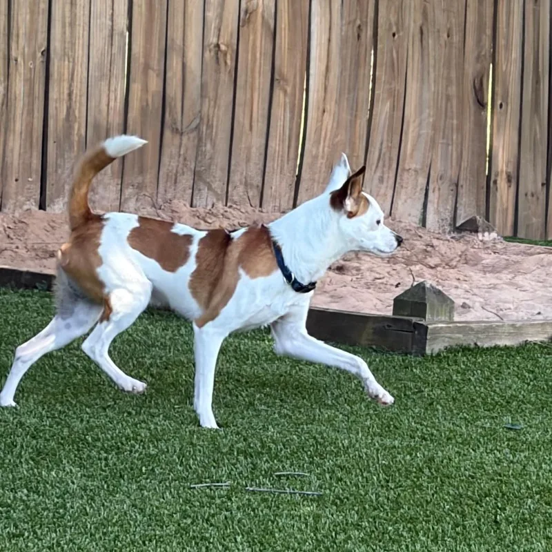 An adult small-sized male White / Cream Mixed Breed dog named Quincy for adoption in Greensboro, GA