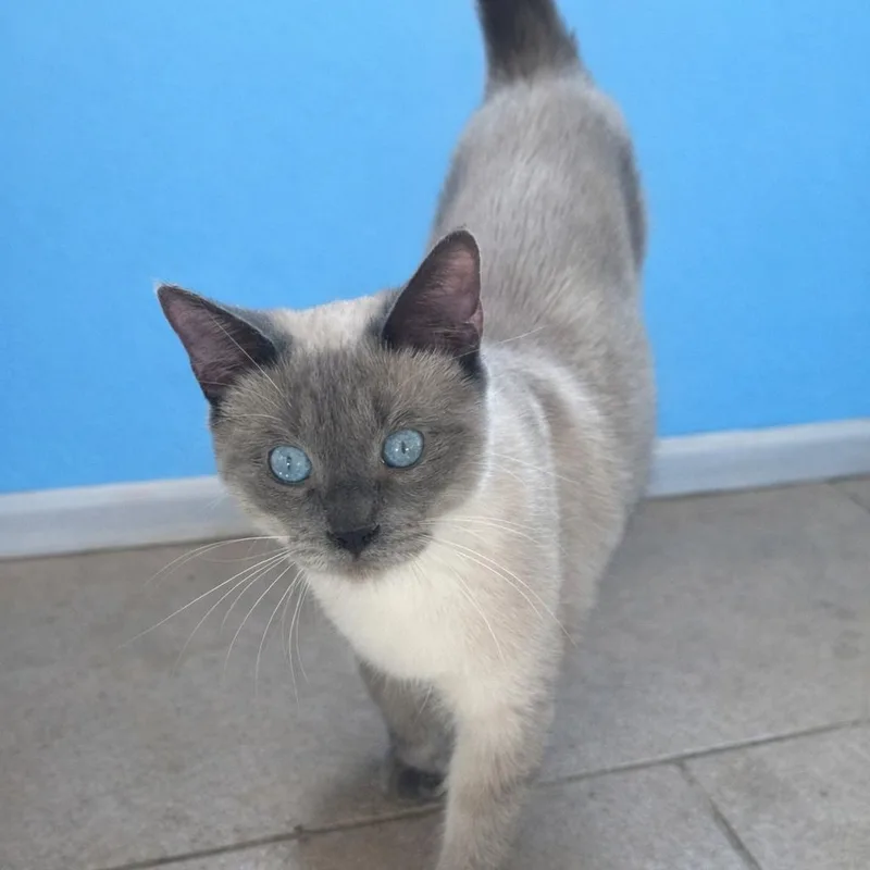 Perris Lilac Siamese