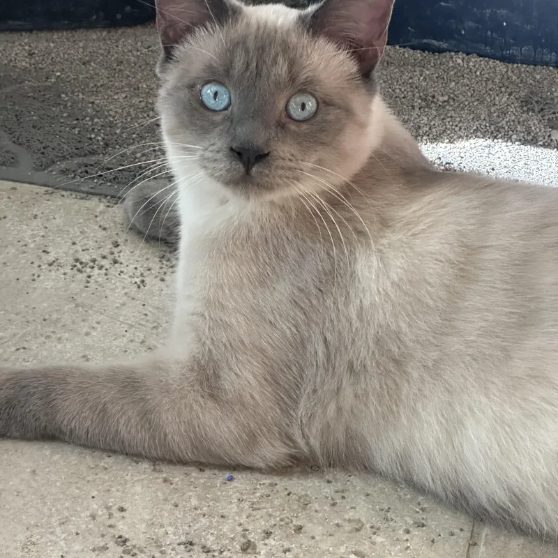 Perris Lilac Siamese thumbnail 3