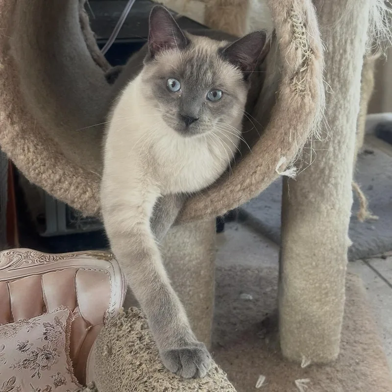 Perris Lilac Siamese thumbnail 4