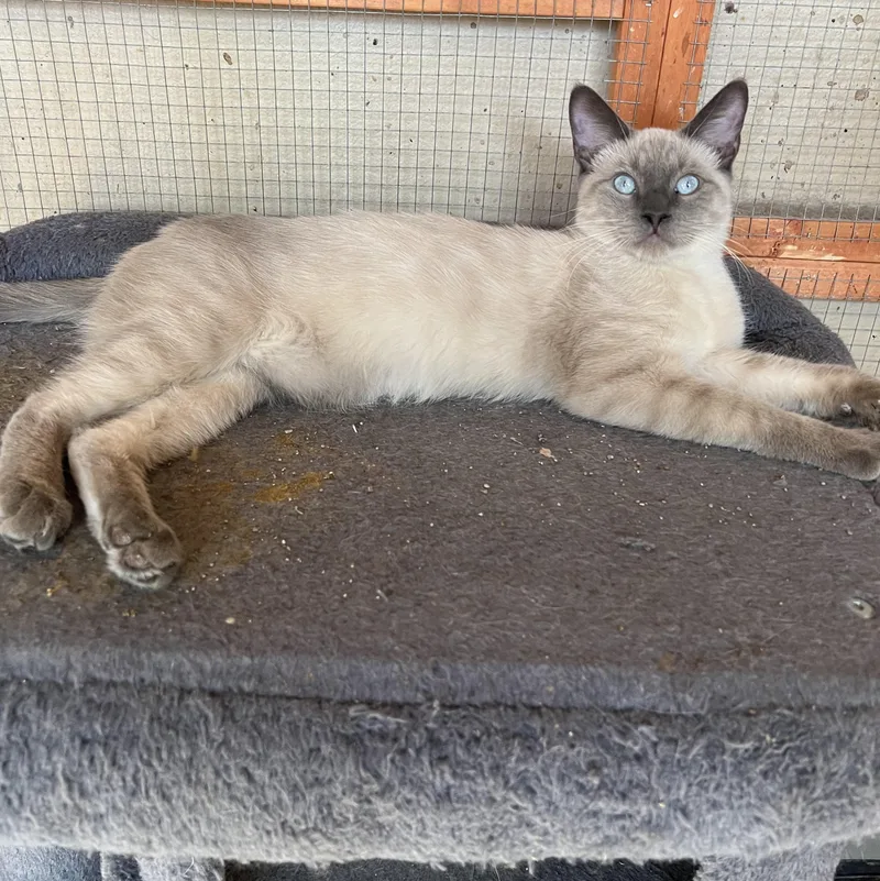 Perris Lilac Siamese thumbnail 5