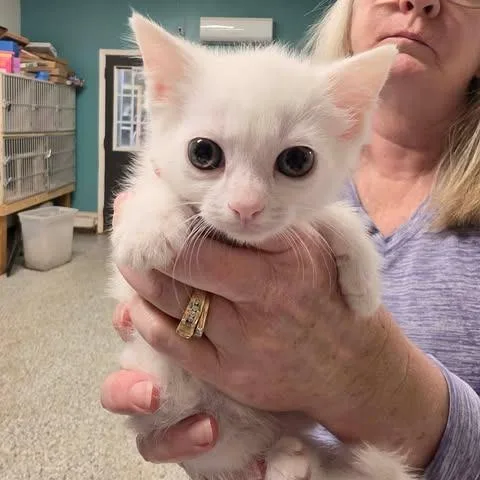 A baby small-sized female White Domestic Medium Hair cat named Arlan Of Pennytree for adoption in Fredericksburg, VA