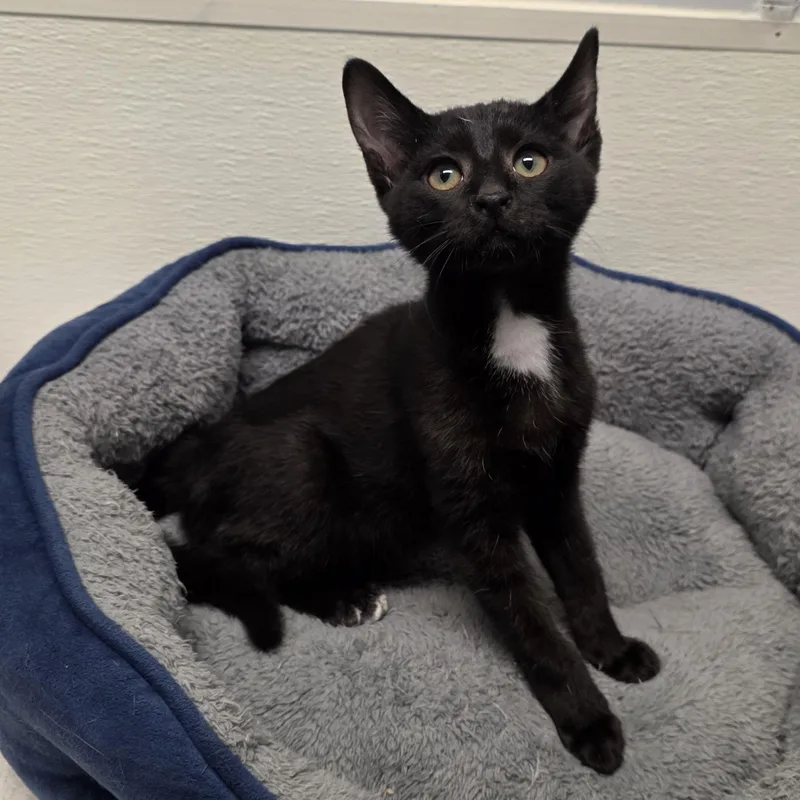 A young medium-sized male Black Domestic Short Hair cat named Frederick for adoption in Greensboro, NC