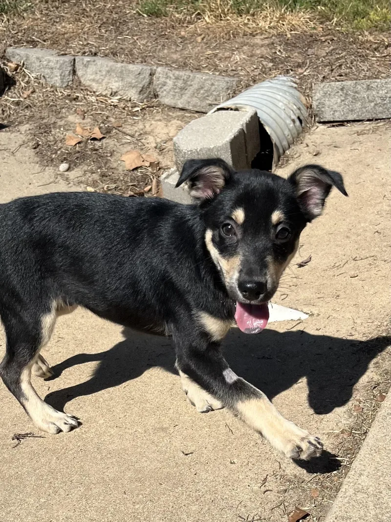 A young medium-sized male Bicolor Terrier dog named Rigatoni for adoption in Farmington, MO