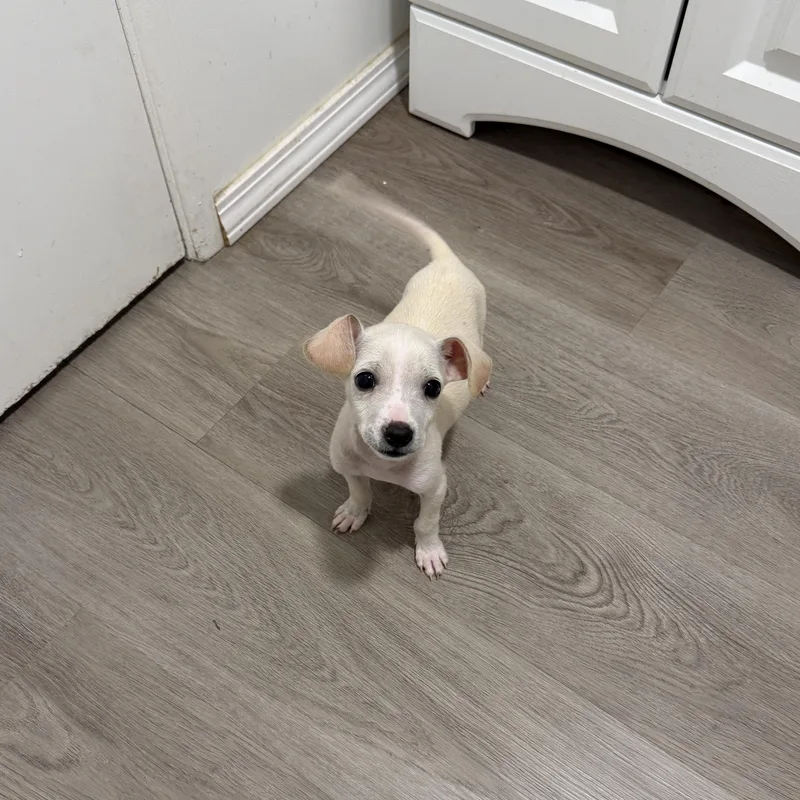 A baby small-sized male Chihuahua dog named Seal for adoption in San Diego, CA