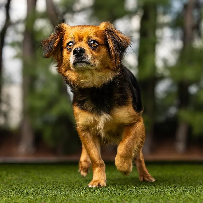 An adult small-sized female Red / Chestnut / Orange Mixed Breed dog named Shay for adoption in Jupiter, FL