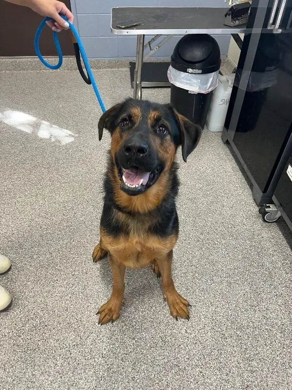 A young extra large-sized male Black Rottweiler dog named Hercules for adoption in Georgetown, OH