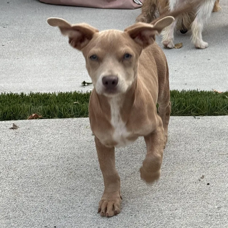 Mr. Lovebug Ruger