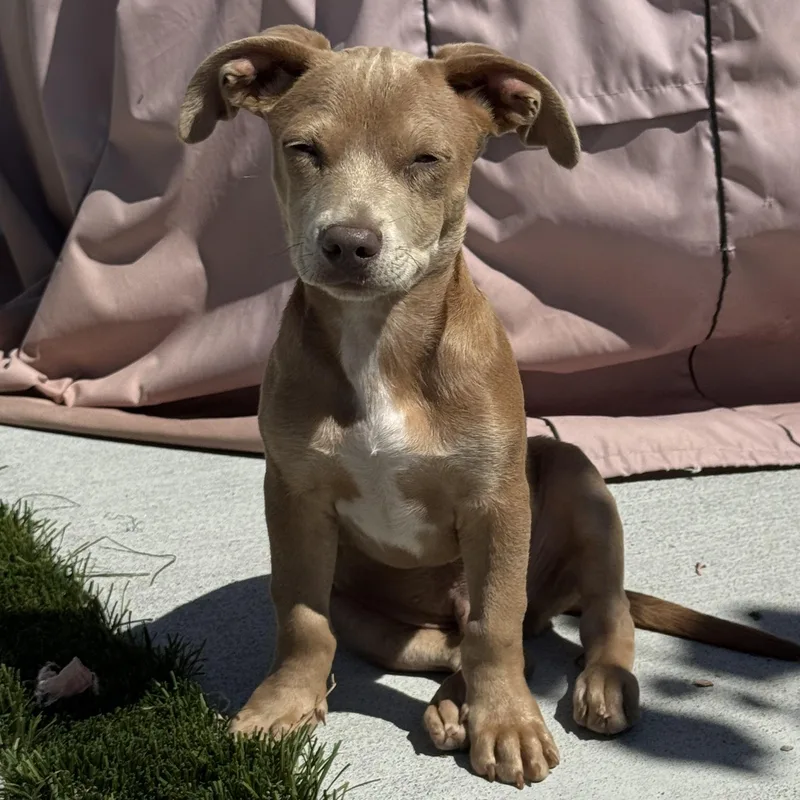 Mr. Lovebug Ruger thumbnail 3