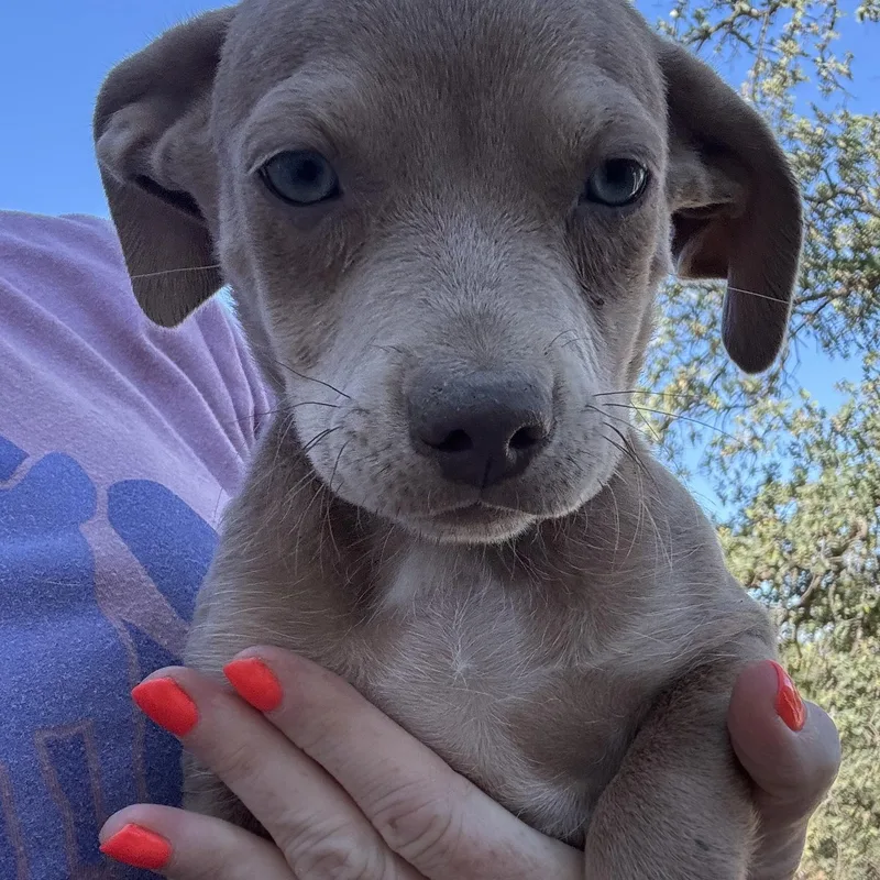 Mr. Lovebug Ruger thumbnail 5