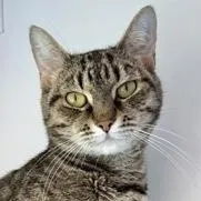A young medium-sized female Tabby (Brown / Chocolate) Domestic Short Hair cat named Indigo for adoption in Ithaca, NY
