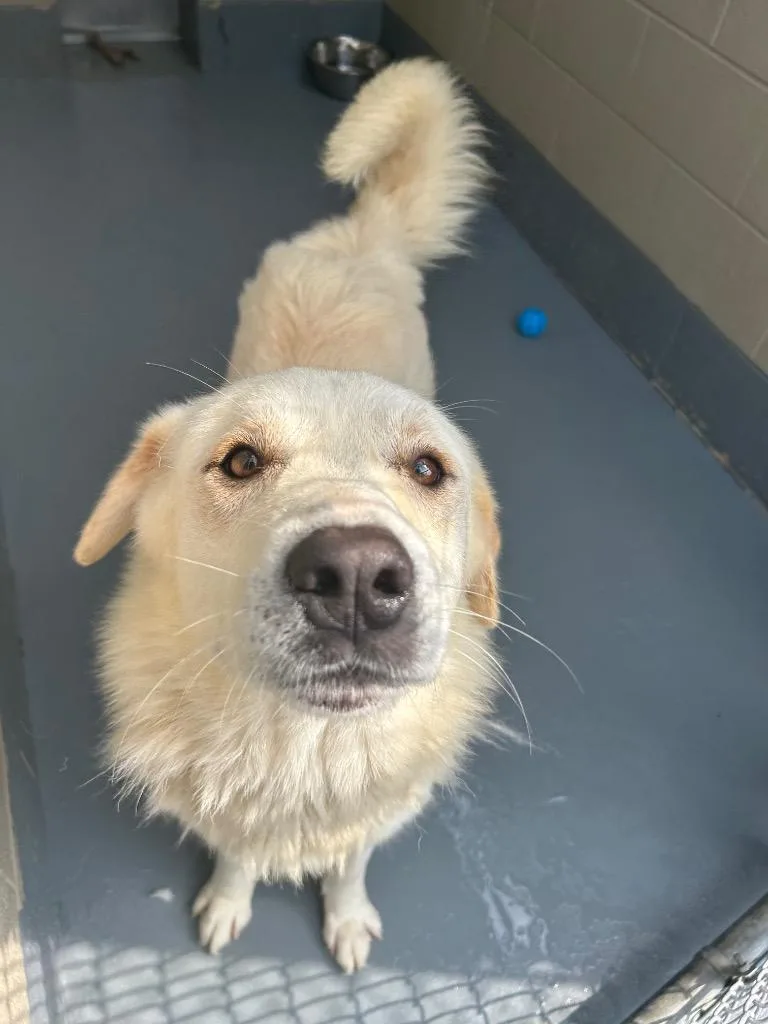 A young large-sized male Great Pyrenees dog named Frost for adoption in Johnson City, TN