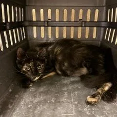 An adult medium-sized female Tortoiseshell Domestic Medium Hair cat named Gale for adoption in Lake Jackson, TX