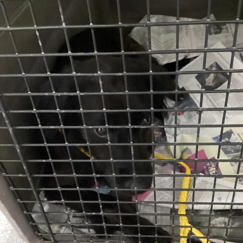 An adult medium-sized female Black Collie dog named Bella for adoption in Montgomery, AL
