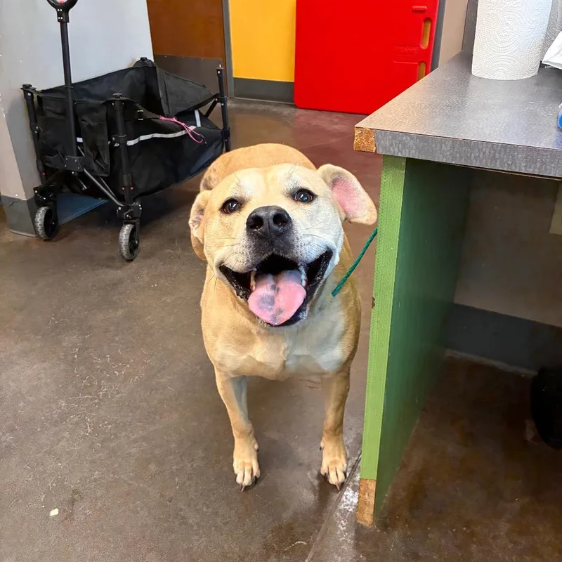 Daffodil thumbnail 2