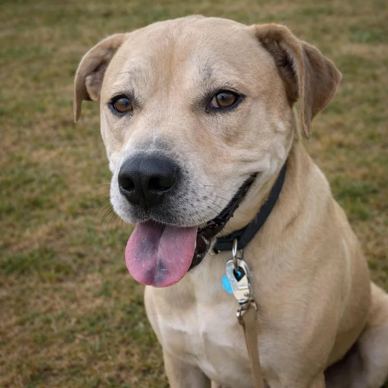 Daffodil thumbnail 3