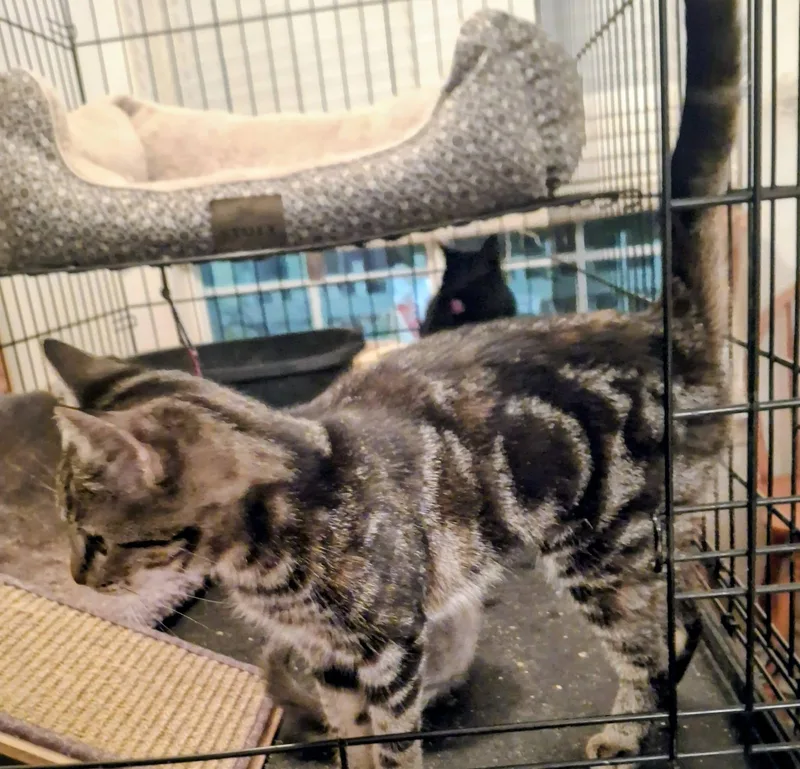 A baby large-sized female American Shorthair cat named Shay for adoption in Cottonwood, CA