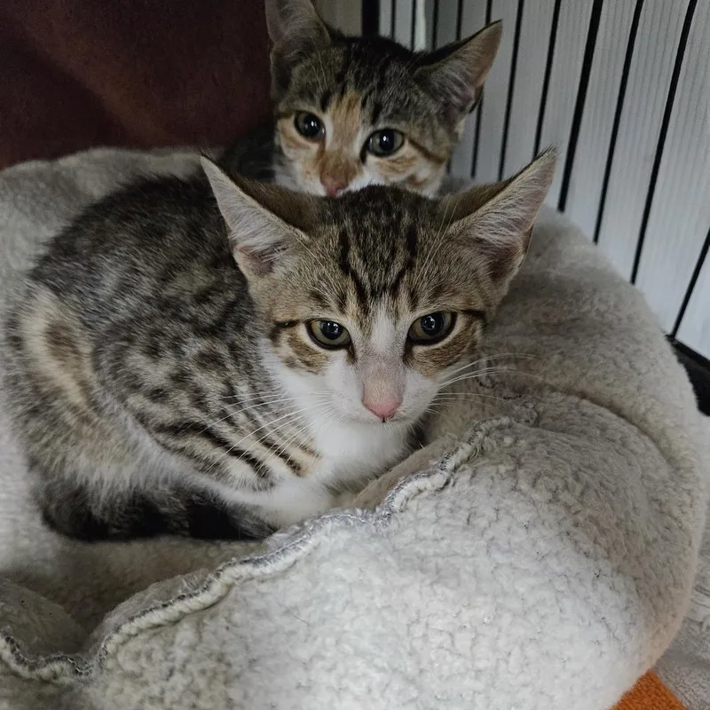 A young small-sized male Brown / Chocolate Domestic Short Hair cat named Fred for adoption in Ridgely, MD