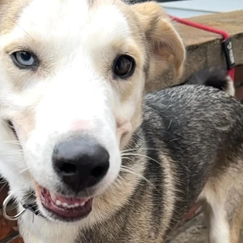 A young medium-sized male Husky dog named Echo for adoption in Oak Bluffs, MA