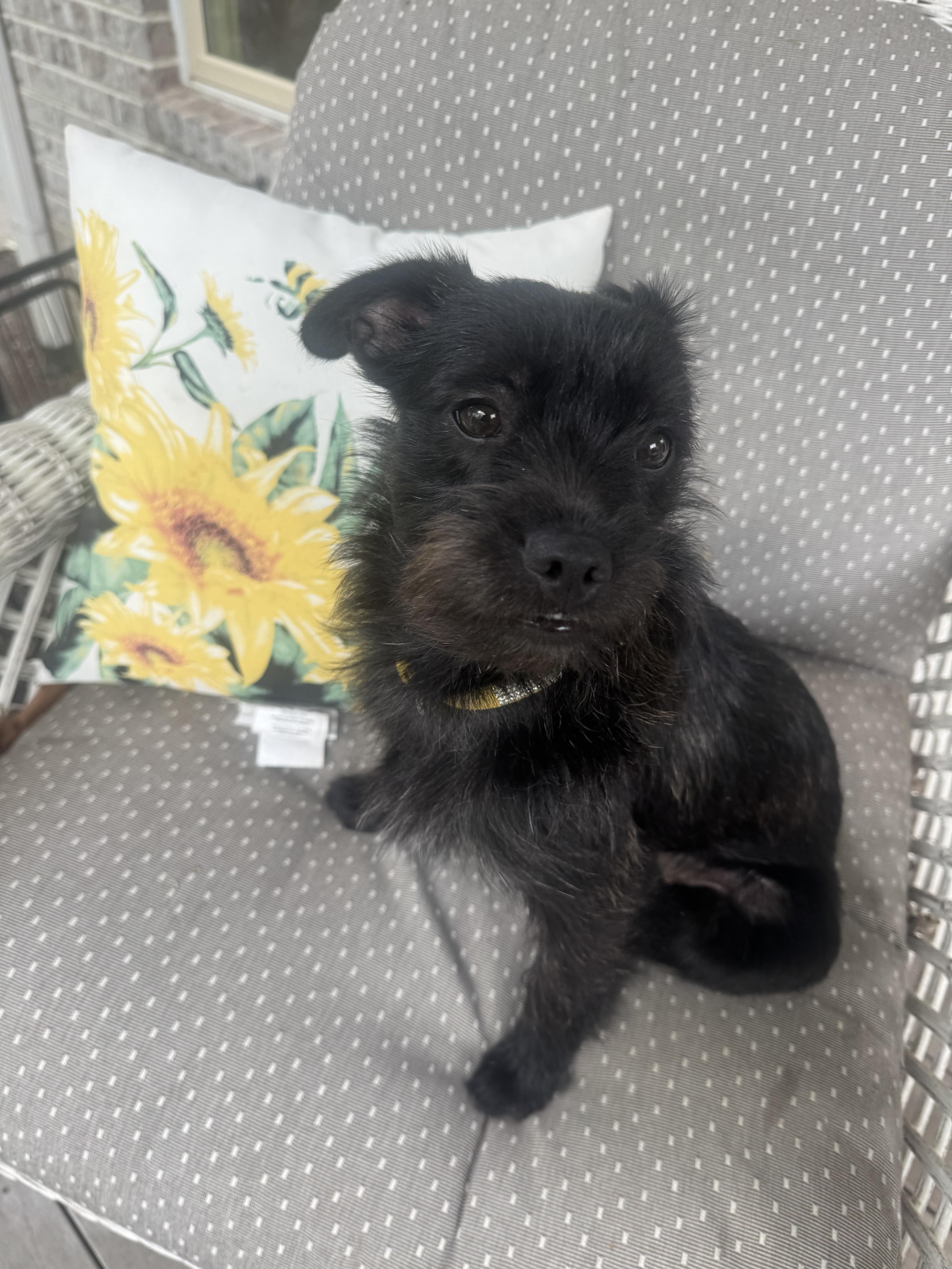 An adult small-sized female Black French Bulldog dog named Sunny for adoption in Sardinia, OH