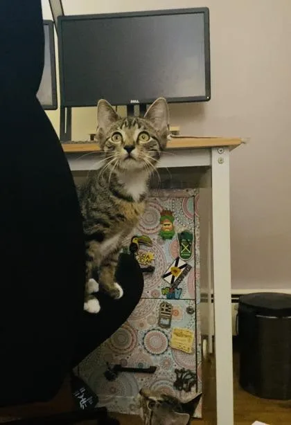 A baby small-sized male Domestic Short Hair cat named Troy for adoption in Ringoes, NJ