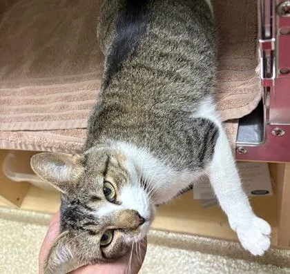 An adult large-sized female Domestic Short Hair cat named Noodle for adoption in Munster, IN